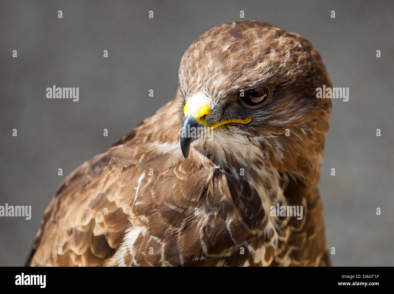 Une eurasienne Buzzard (Buteo buteo) à la ferme des millets, Oxfordshire 2 Banque D'Images