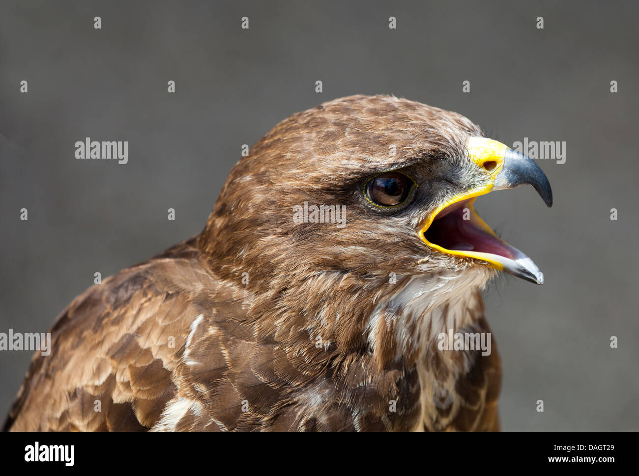 Une eurasienne Buzzard (Buteo buteo) à la ferme des millets, Oxfordshire Banque D'Images