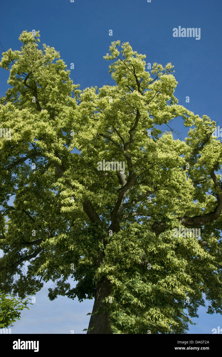 Tilleul à grandes feuilles, tilleul (Tilia platyphyllos), blooming, Allemagne Banque D'Images