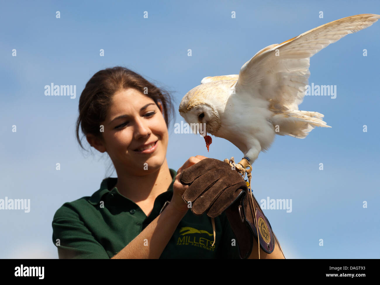 Handler et effraie des clochers (Tyto alba) à la ferme des millets, Oxfordshire 3 Banque D'Images