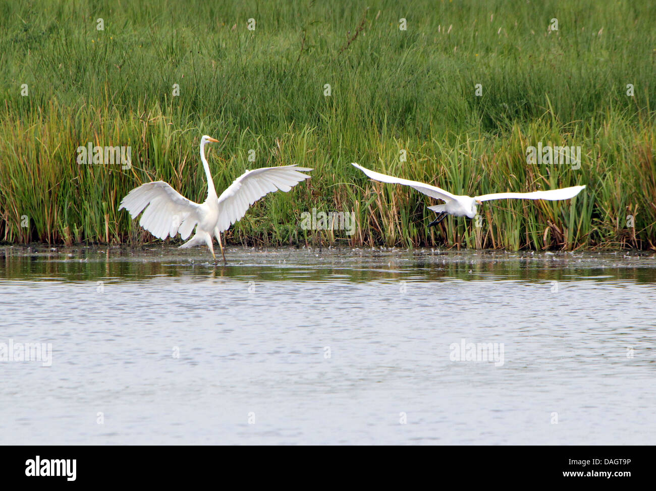 Deux Grande Aigrette (Ardea alba) avoir un combat, chassant les uns les autres et au décollage en vol (série de 4 images) Banque D'Images