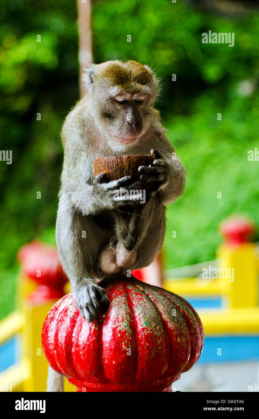 Singe sur un pilier de l'alimentation d'une noix de coco Banque D'Images