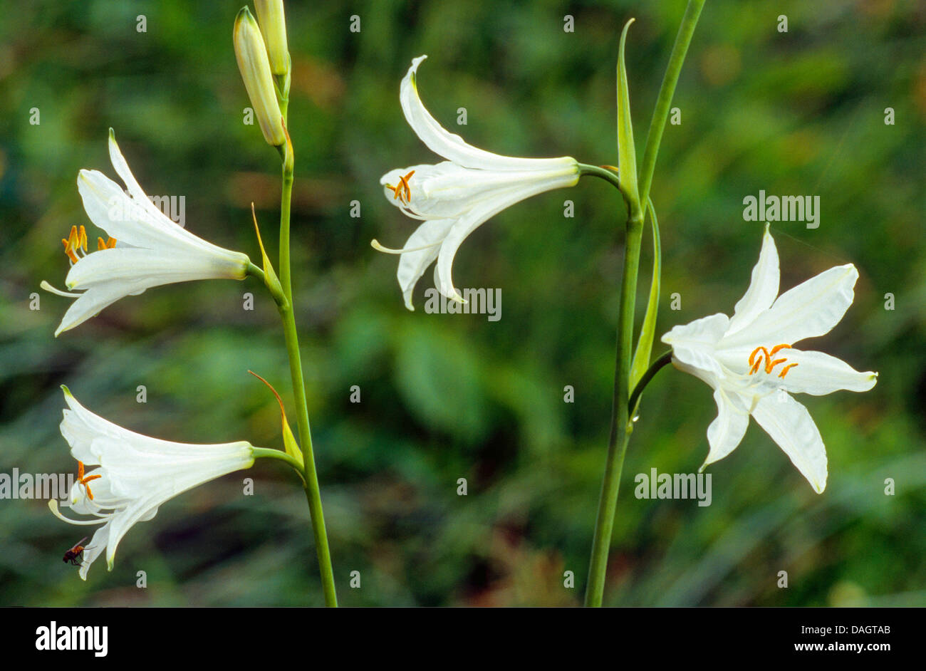 Saint Bruno (Paradisea liliastrum's Lily, Paradisia liliastrum), des fleurs, de l'Italie, le Tyrol du Sud, Dolomites Banque D'Images