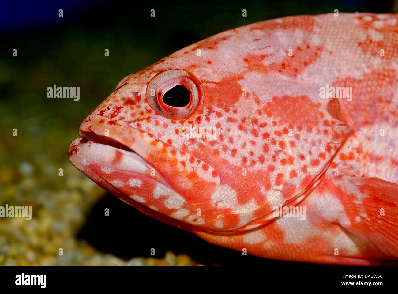 Queue de morue-corail, noir-finange Rock Cod, cod Blackfin (Cephalopholis urodeta), portrait Banque D'Images