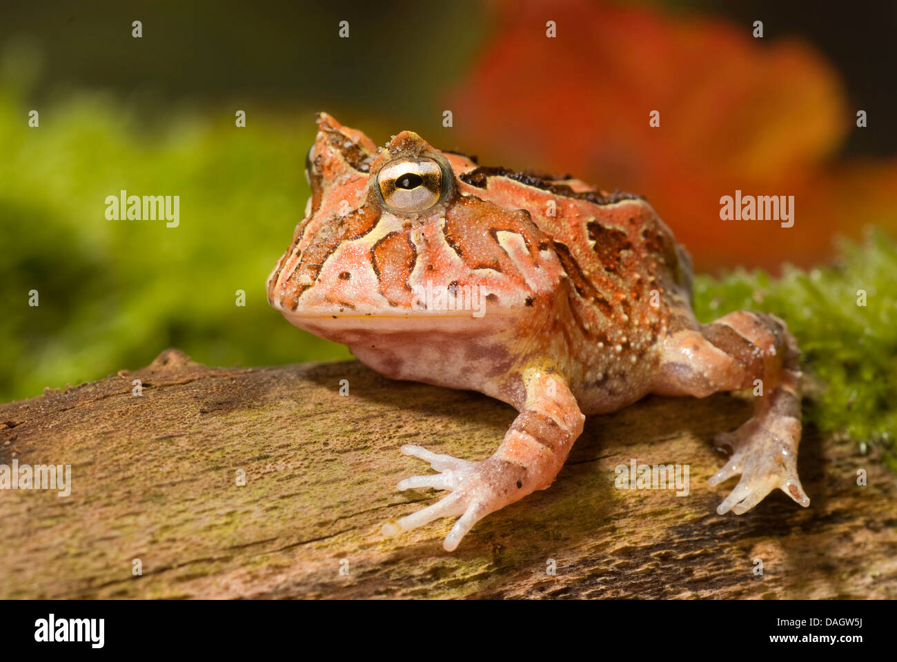 Fantasyfrog Fantasyfrog (Ceratophrys cornuta, x cranwelli), sur l'écorce Banque D'Images