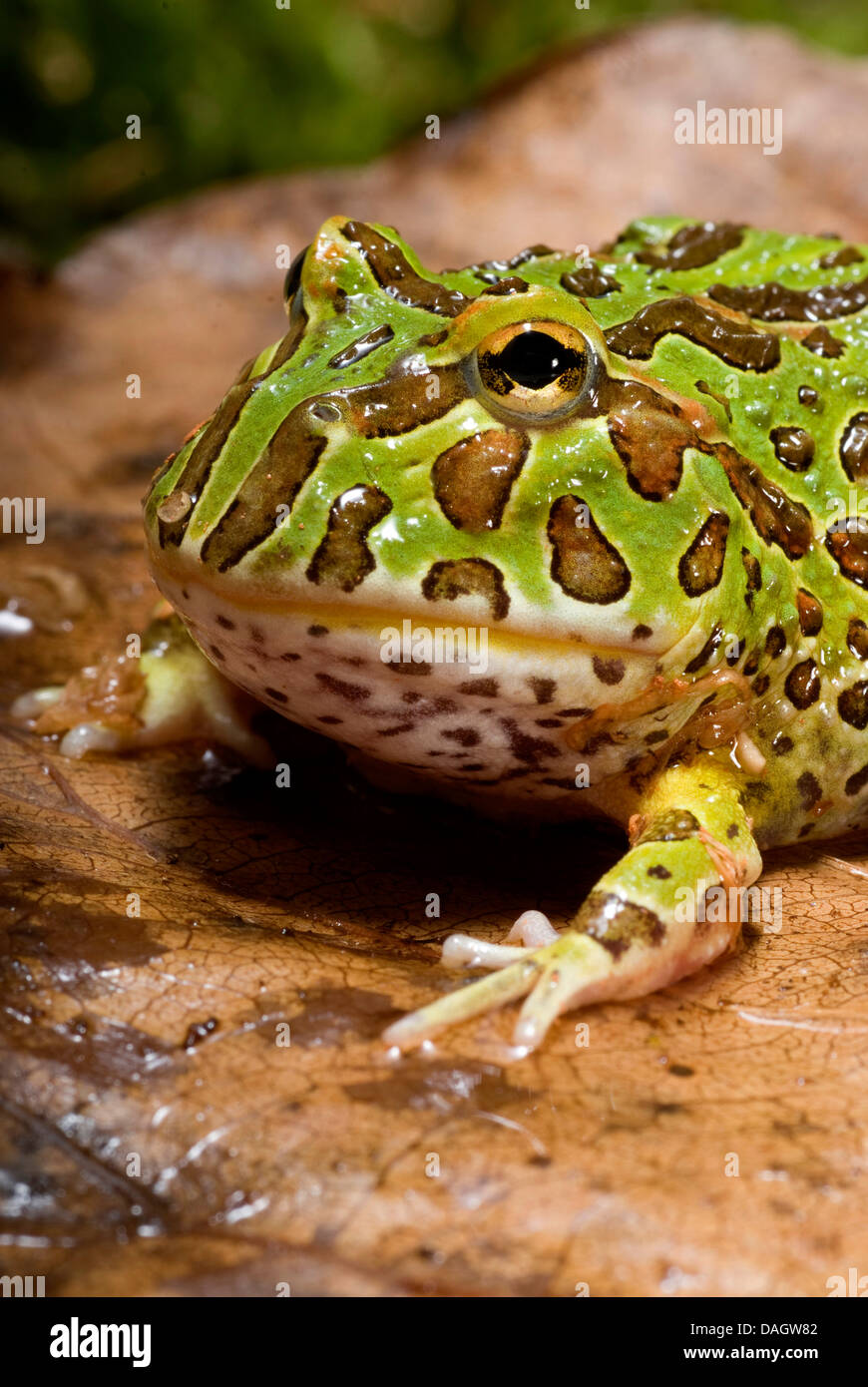 La grenouille cornue d'argentine, pacman, frog, nightcrawler nuit crawler, orné ornementé et crapaud cornu, escuerzo (Ceratophrys ornata), portrait Banque D'Images