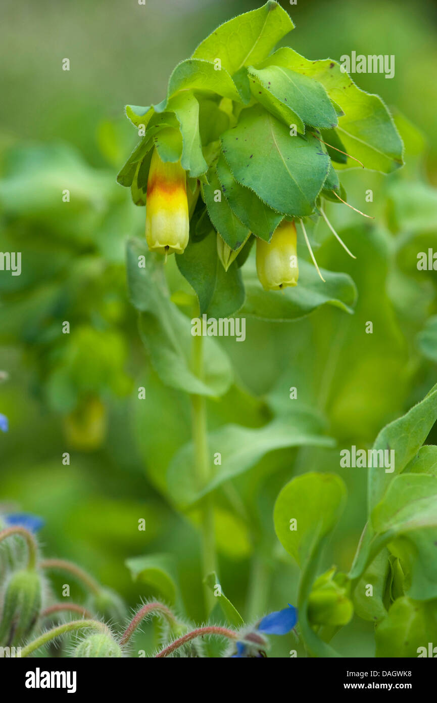 (Honeywort Cerinthe major), blooming Banque D'Images