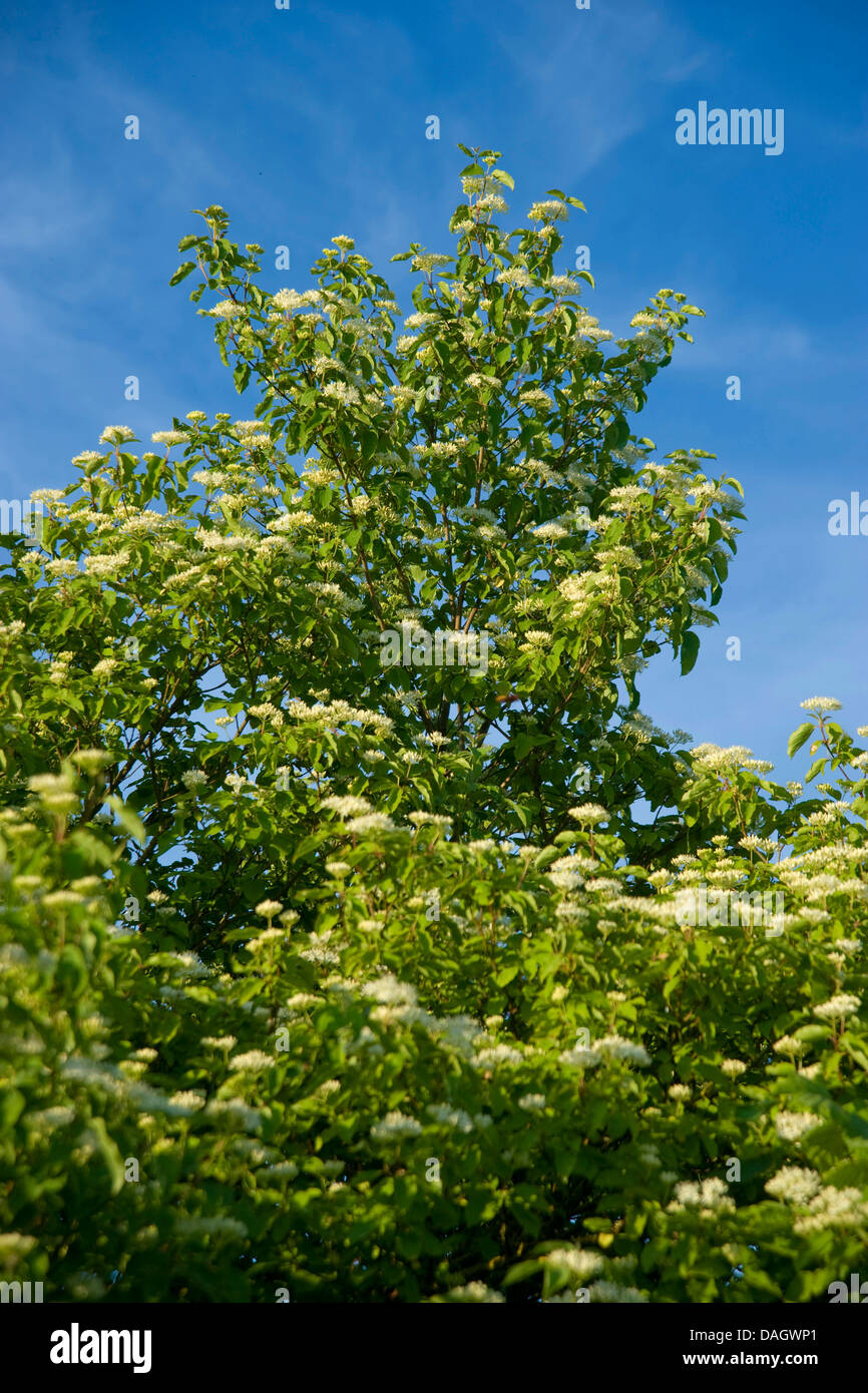 Dogberry, cornouiller (Cornus sanguinea), la floraison, Allemagne Banque D'Images