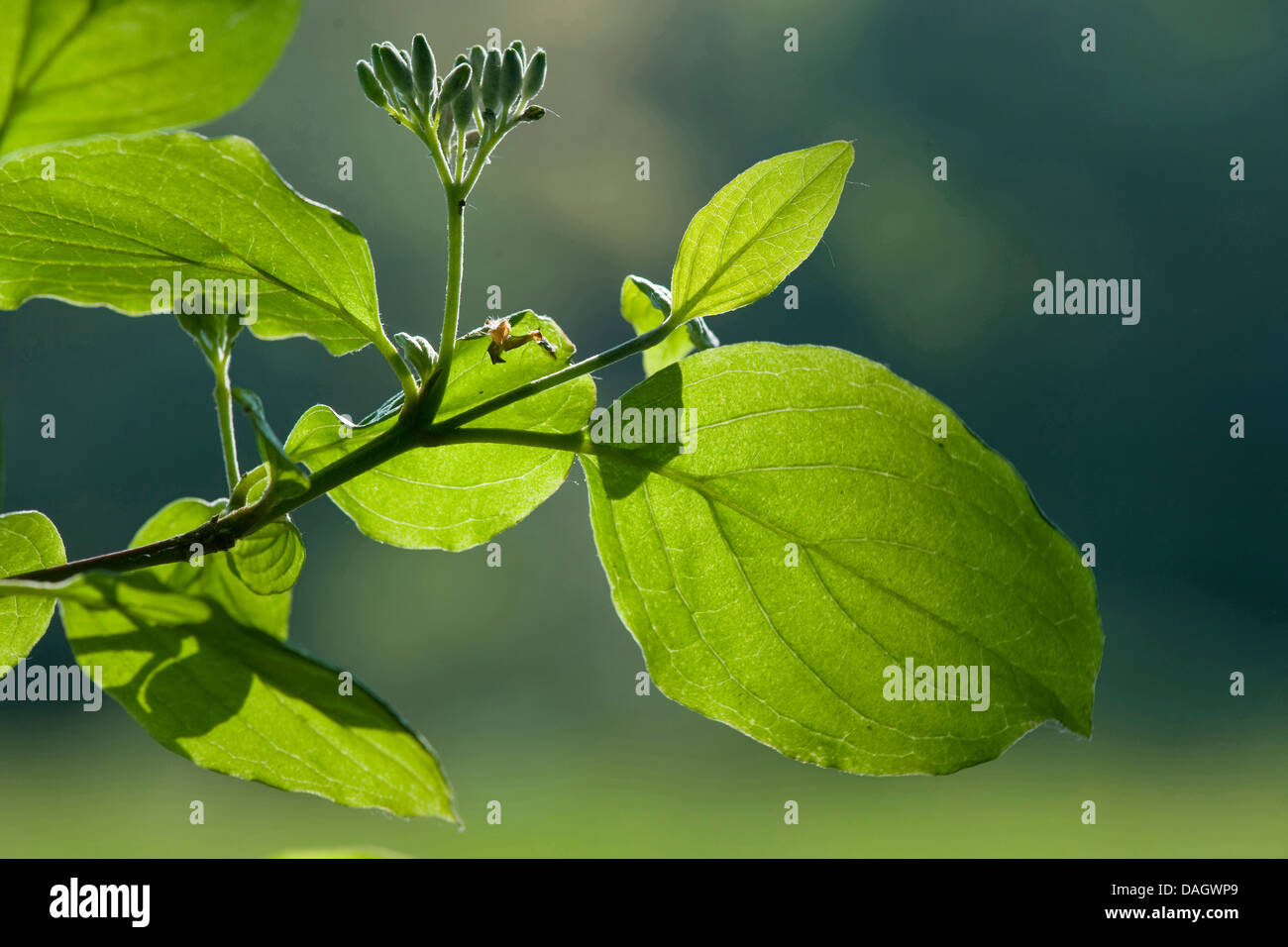 Dogberry, cornouiller (Cornus sanguinea), des feuilles et des boutons de fleurs en contre-jour, Allemagne Banque D'Images