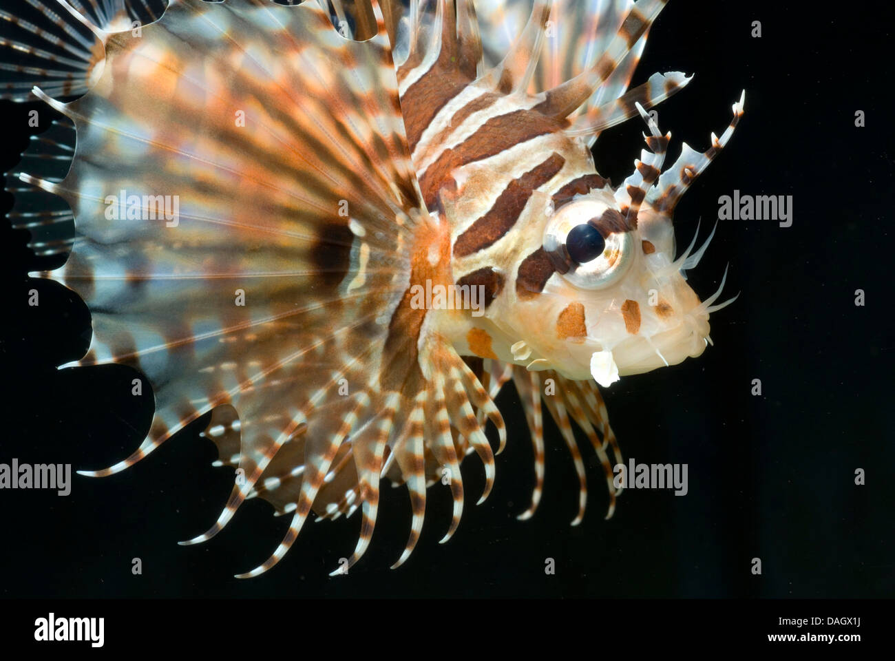 Dendrochirus zebra Zebra poisson-papillon (natation), Banque D'Images