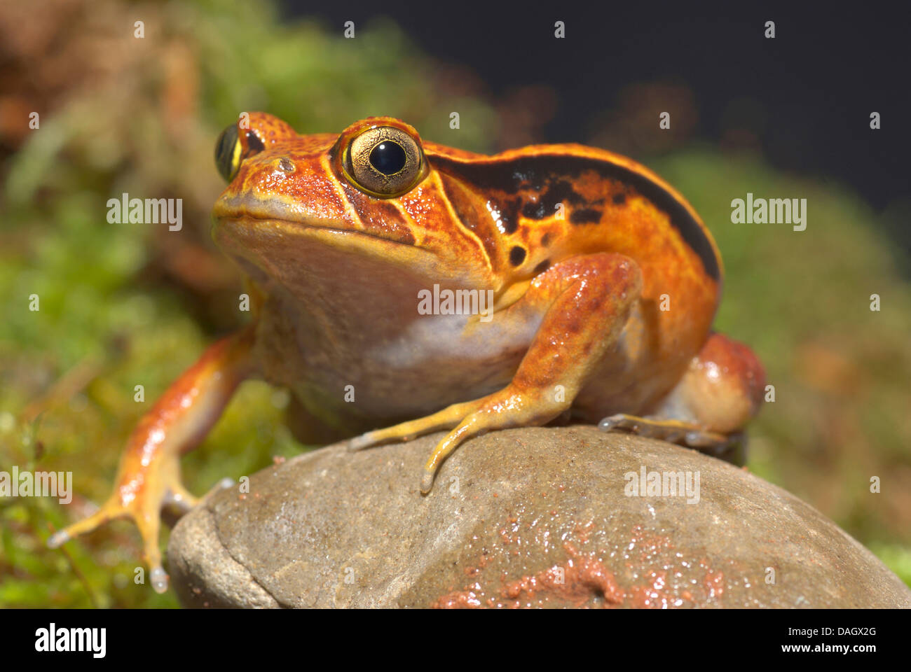 Le sud (Dyscophus guineti Grenouille tomate), assis sur une pierre Banque D'Images