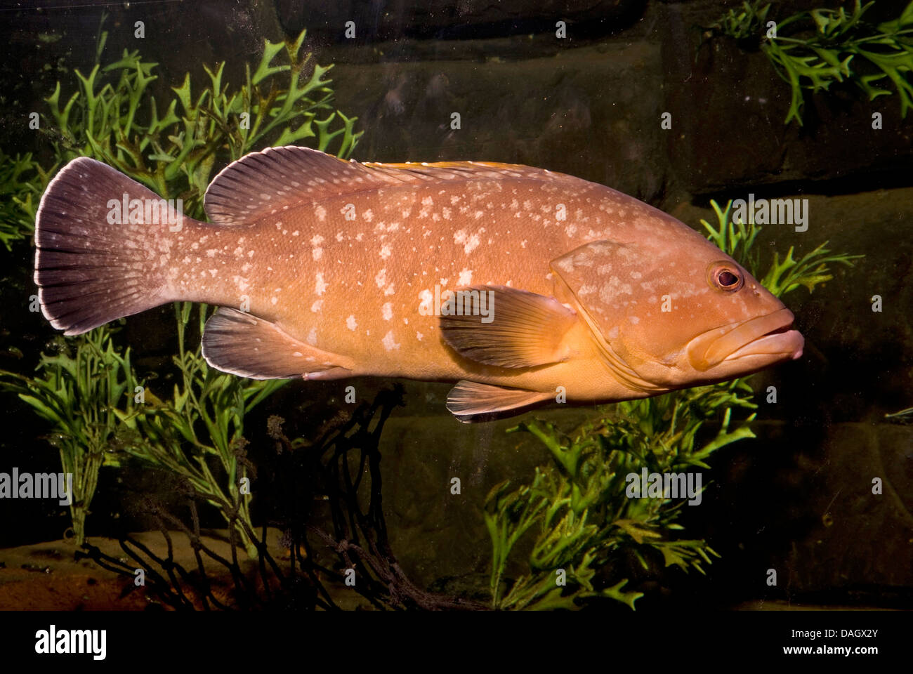 Dusky grouper, Epinephelus marginatus (sombre), la natation chez les plantes de l'eau Banque D'Images