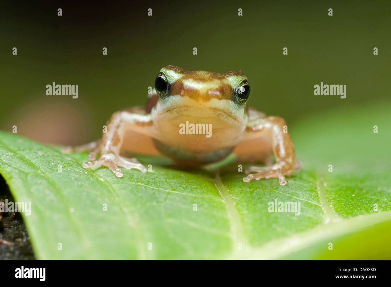 Grenouille poison fantasmatique (Epipedobates tricolor), on leaf Banque D'Images