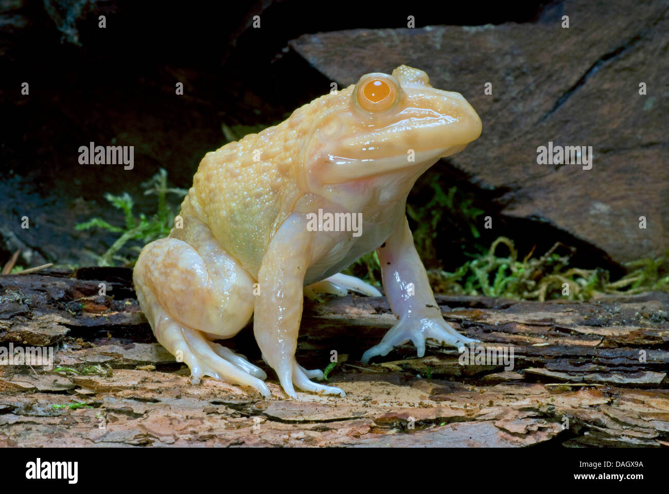Le Ouaouaron est asiatique, taïwanais, Chinois Grenouille grenouille comestible (Hoplobatrachus rugulosus), albino Banque D'Images