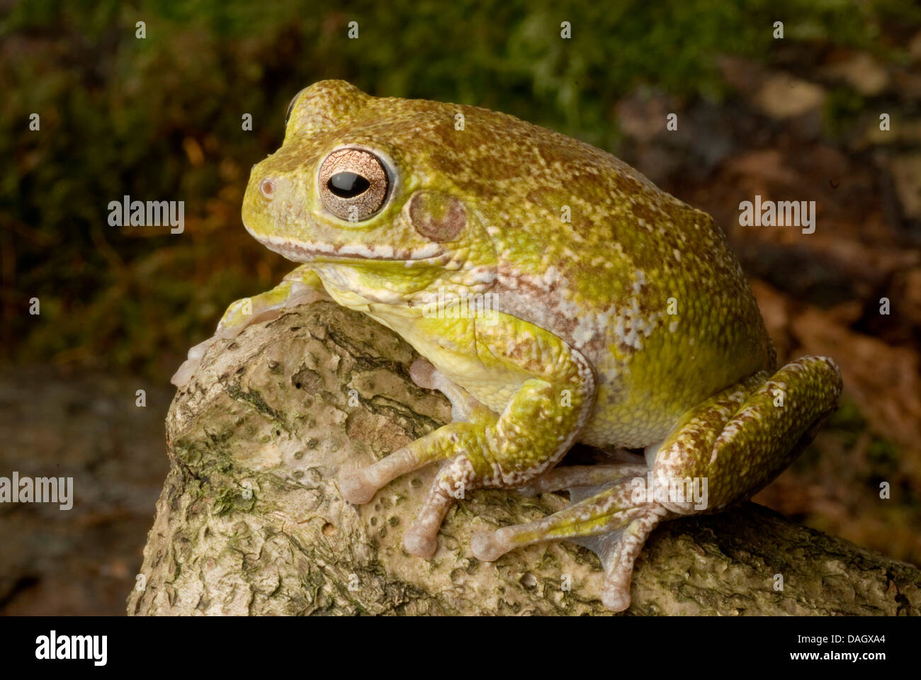 Rainette versicolore (Hyla gratiosa Barking), le tronc de l'arbre Banque D'Images