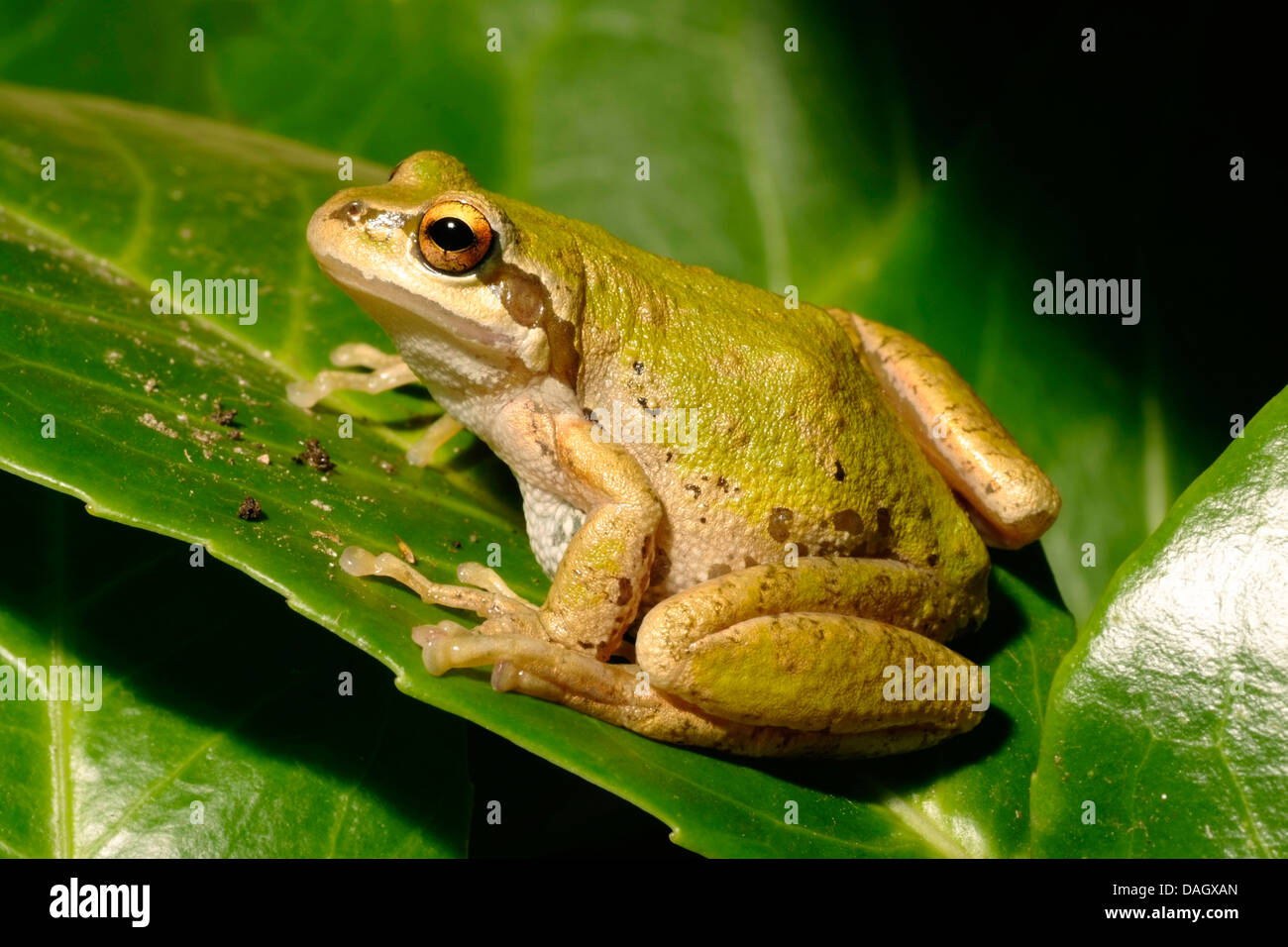 Rainette Paific , Rainette du Pacifique (Hyla regilla, Pseudacris regilla,), sur une feuille Banque D'Images