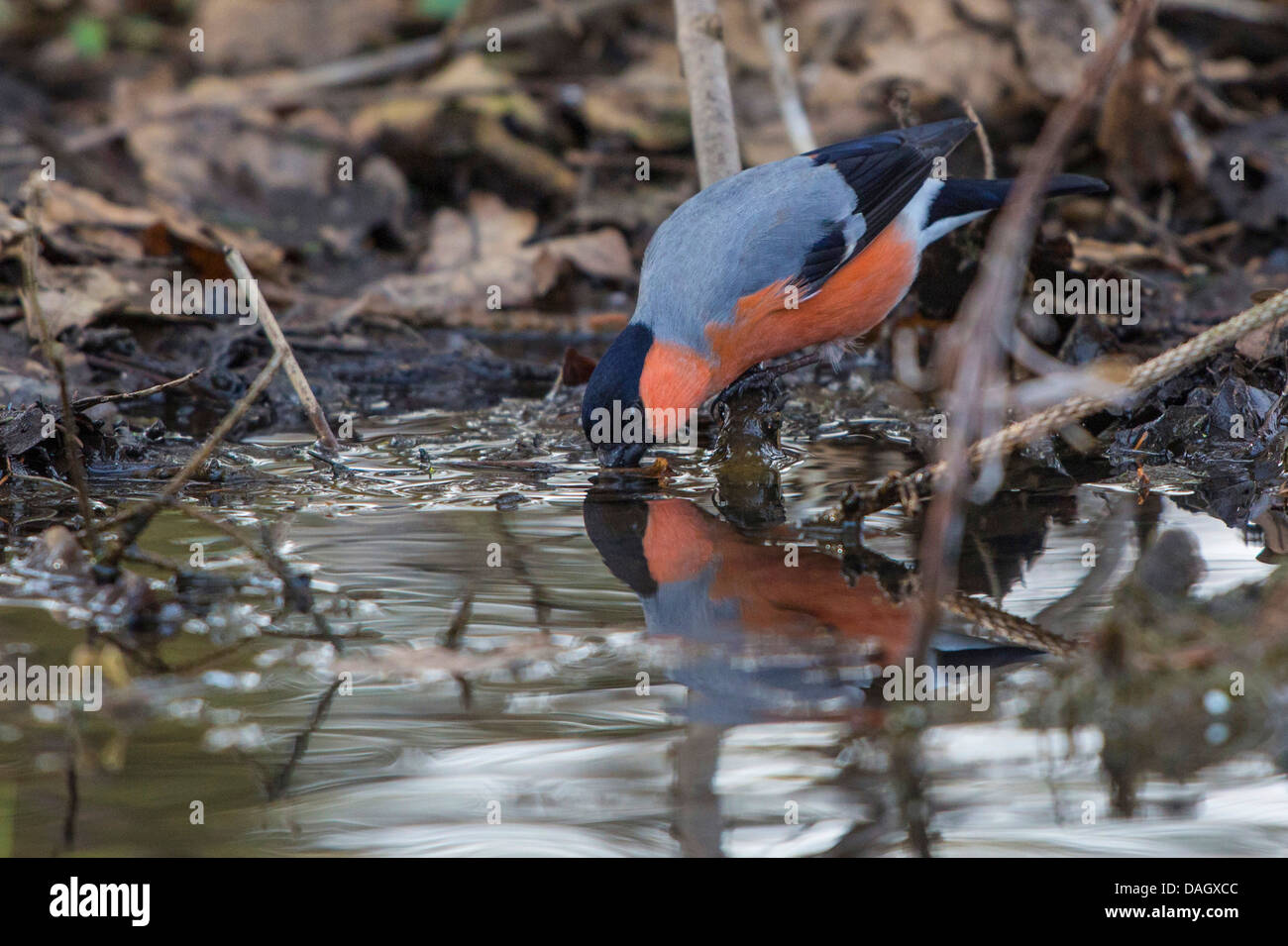 Colvert, Canard colvert, le nord du bouvreuil (Pyrrhula pyrrhula), homme d'alcool hors d'une flaque d'eau, de l'Allemagne, la Bavière Banque D'Images