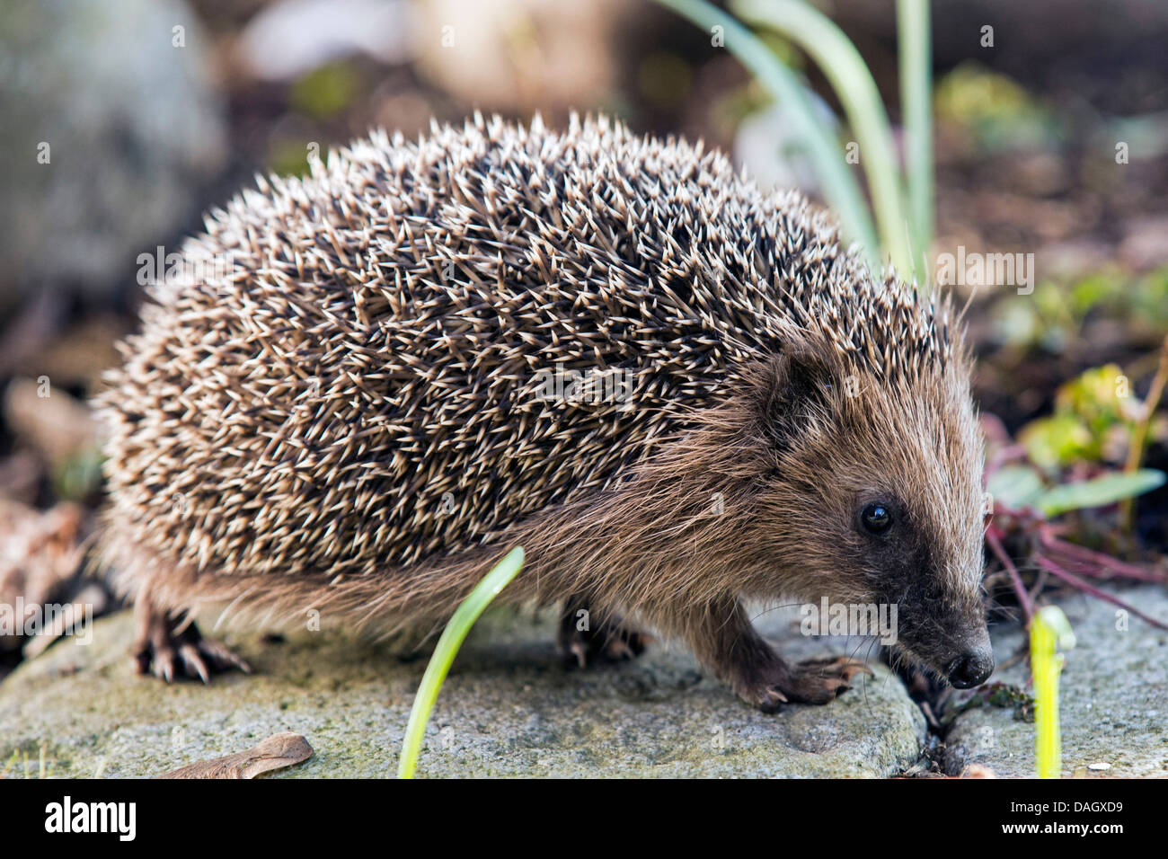 Hérisson hérisson d'Europe de l'Ouest, (Erinaceus europaeus), la marche sur sol en pierre, de l'Allemagne, la Bavière Banque D'Images