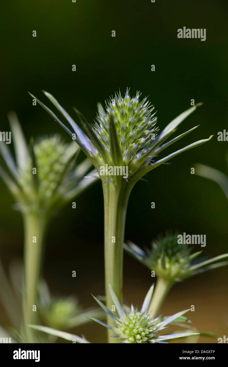 Mer Méditerranée holly (Eryngium bourgatii), inflorescences Banque D'Images