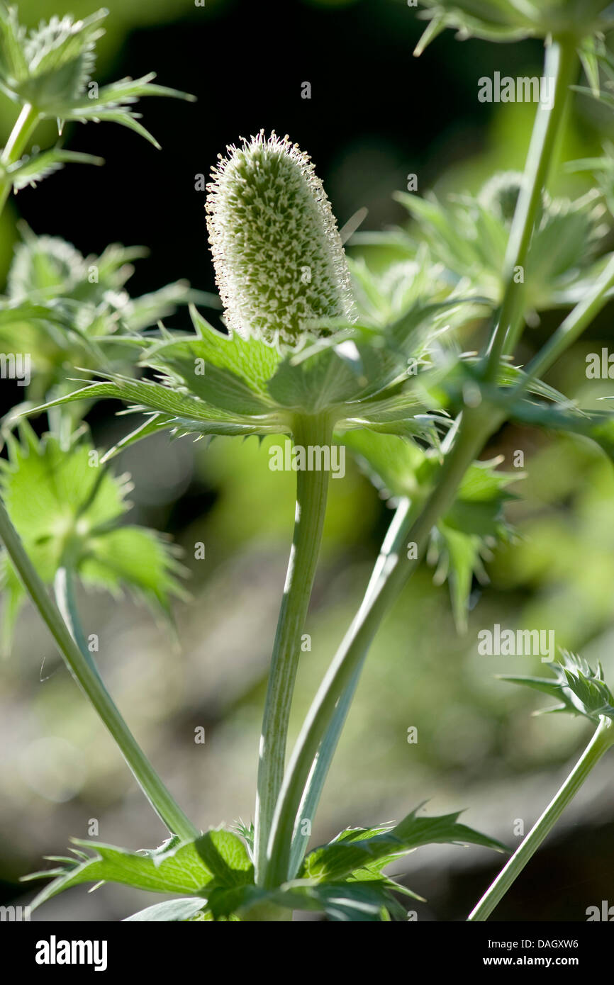 Holly mer géant, Mlle Willmotts Ghost (Eryngium giganteum), inflorescence Banque D'Images