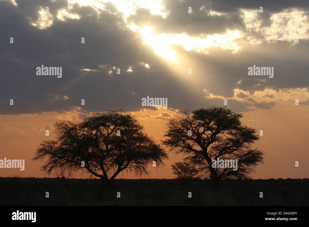 Coucher de soleil sur le désert du Kalahari, Afrique du Sud, Kgalagadi Transfrontier National Park Banque D'Images