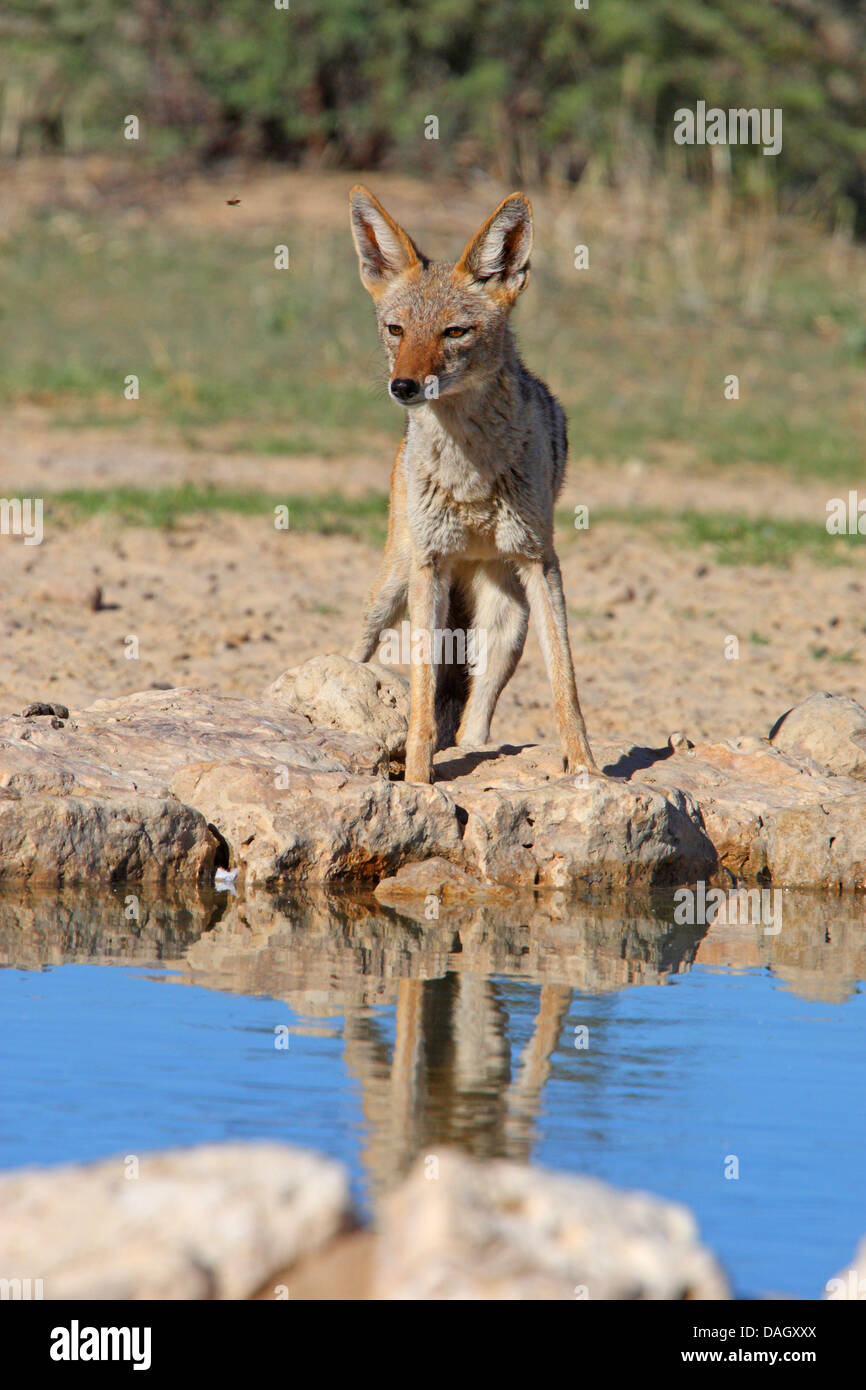 Le chacal à dos noir (Canis mesomelas), debout à un endroit de l'eau, l'Afrique du Sud, Kgalagadi Transfrontier National Park Banque D'Images