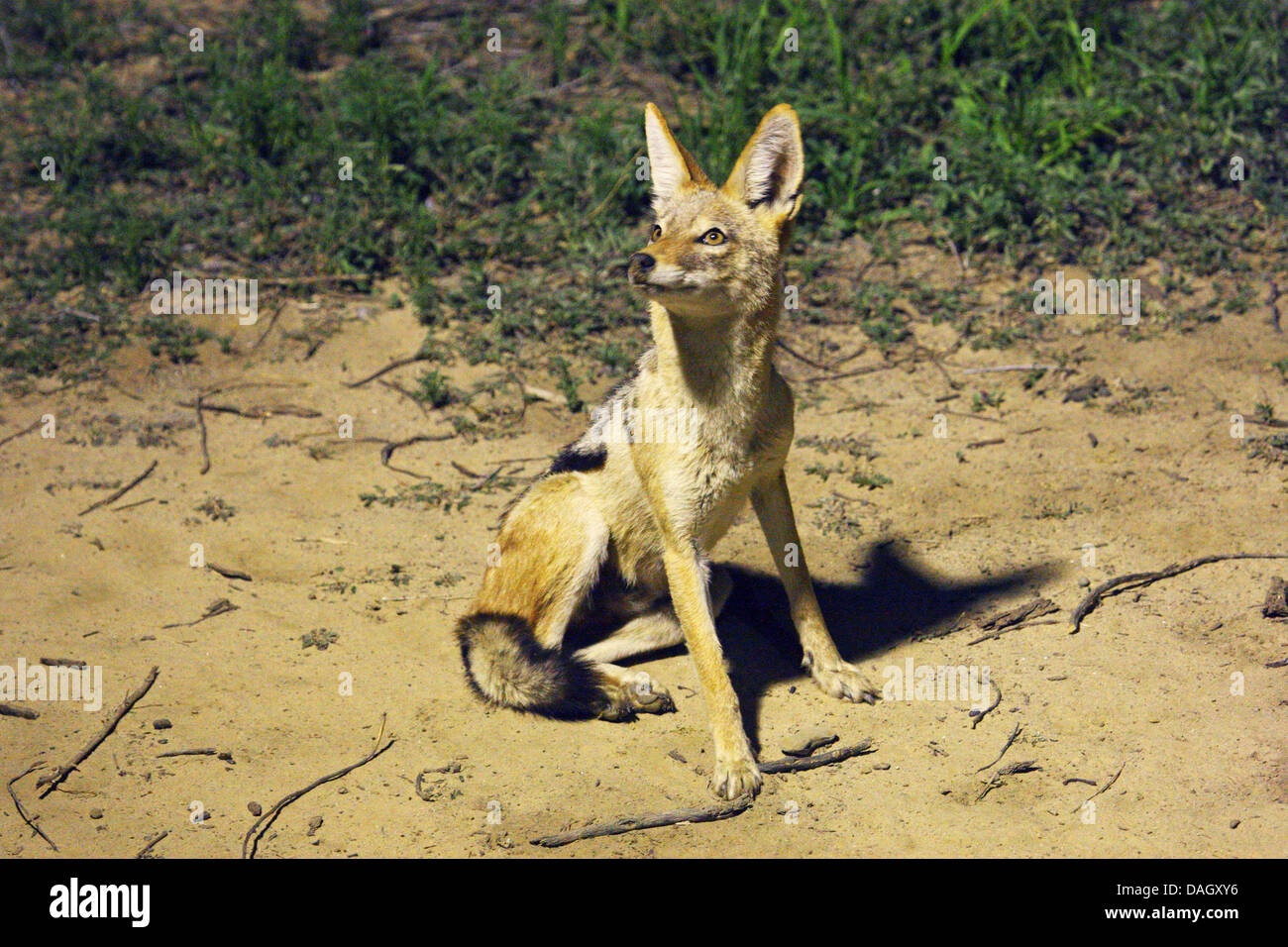 Le chacal à dos noir (Canis mesomelas) est éclairée la nuit, assis sur une masse de sol, Afrique du Sud, Kgalagadi Transfrontier National Park Banque D'Images