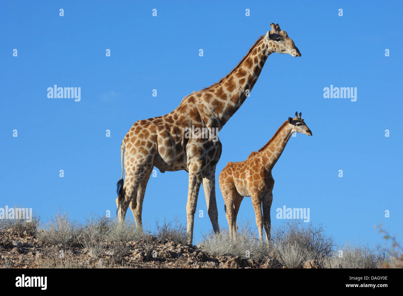 Girafe (Giraffa camelopardalis), debout dans la savane avec un mineur, Afrique du Sud, Kgalagadi Transfrontier National Park Banque D'Images