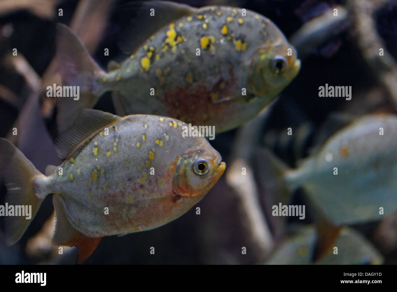 Le Piranha à ventre rouge (Pygocentrus nattereri) Banque D'Images