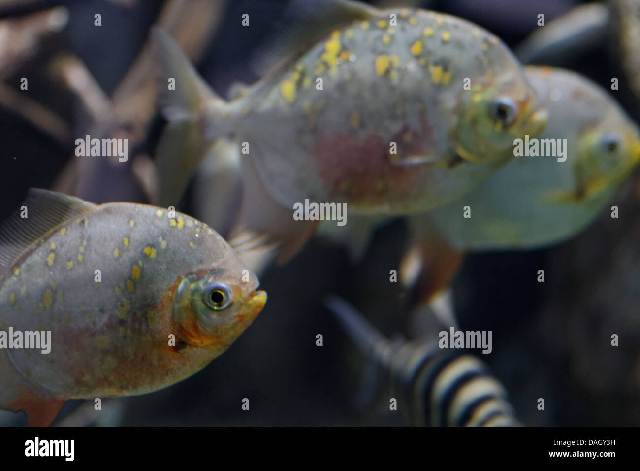 Le Piranha à ventre rouge (Pygocentrus nattereri) Banque D'Images