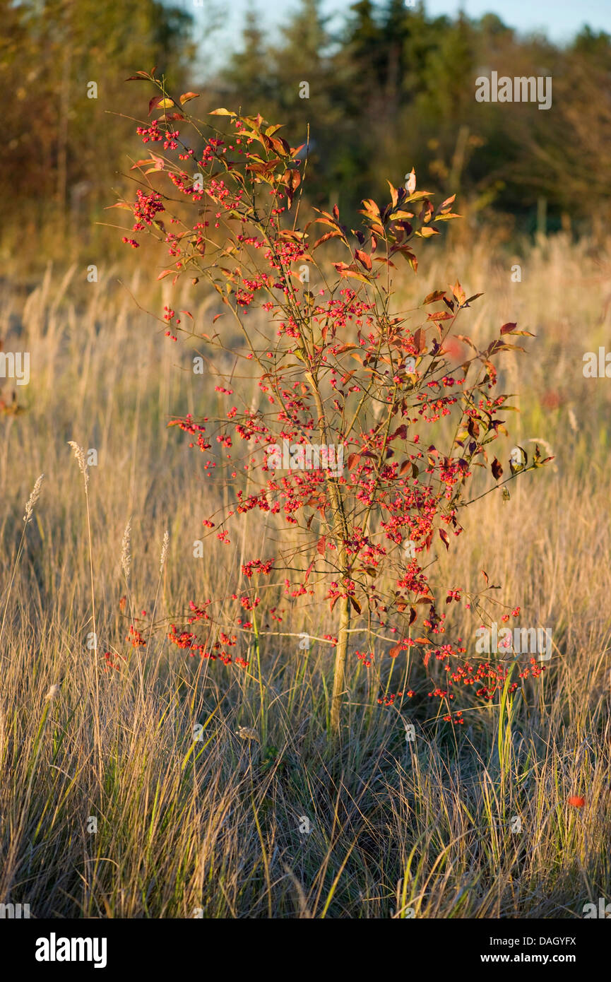 La fusée européenne-tree (Euonymus europaea, Euonymus europaeus), jeune bush sur un pré à l'automne, Allemagne Banque D'Images