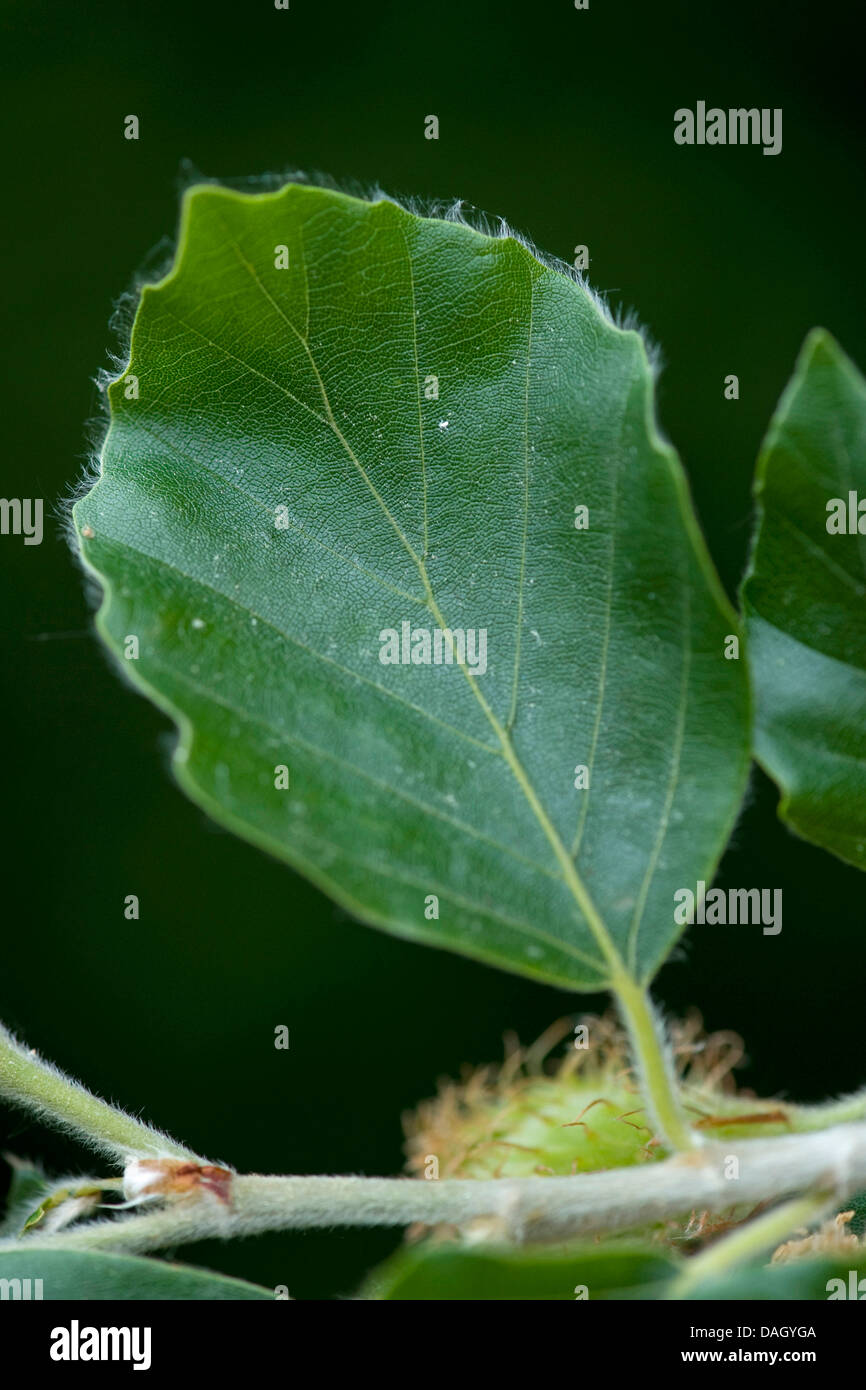 Le hêtre commun (Fagus sylvatica), des rameaux avec cupule et de feuilles, Allemagne Banque D'Images