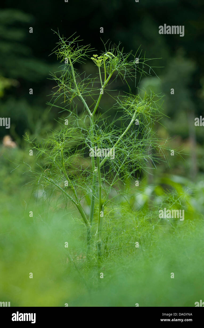 (Foeniculum vulgare Fenouil doux, fenouil, aneth foeniculum) avec les jeunes inflorescences Banque D'Images