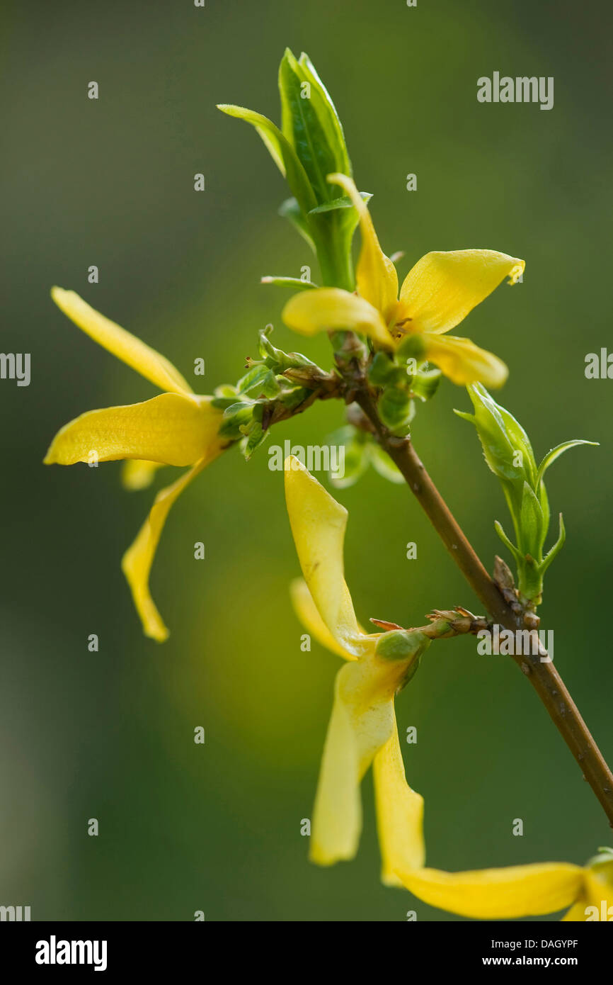 Forsythia (Forsythia commun x intermedia, Forsythia intermedia), la direction générale en fleurs Banque D'Images