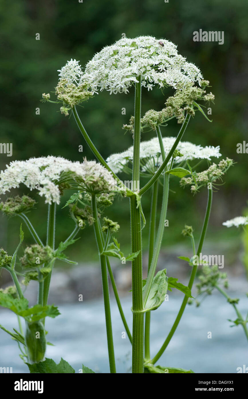 Cowparsnip Heracleum sphondylium montagne (ssp. elegans), blooming, Allemagne Banque D'Images