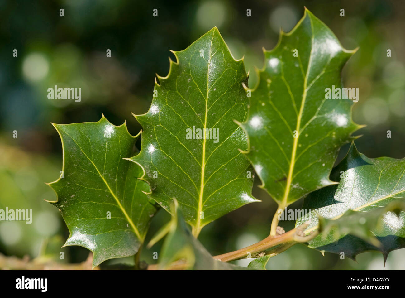 Houx commun, de houx (Ilex aquifolium), feuilles, Allemagne Banque D'Images