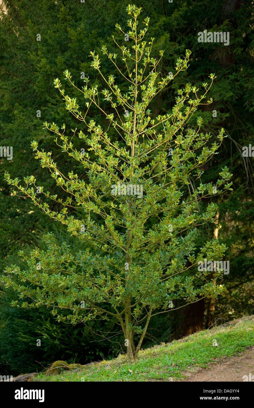 Houx commun, de houx (Ilex aquifolium), de l'habitude, Allemagne Banque D'Images