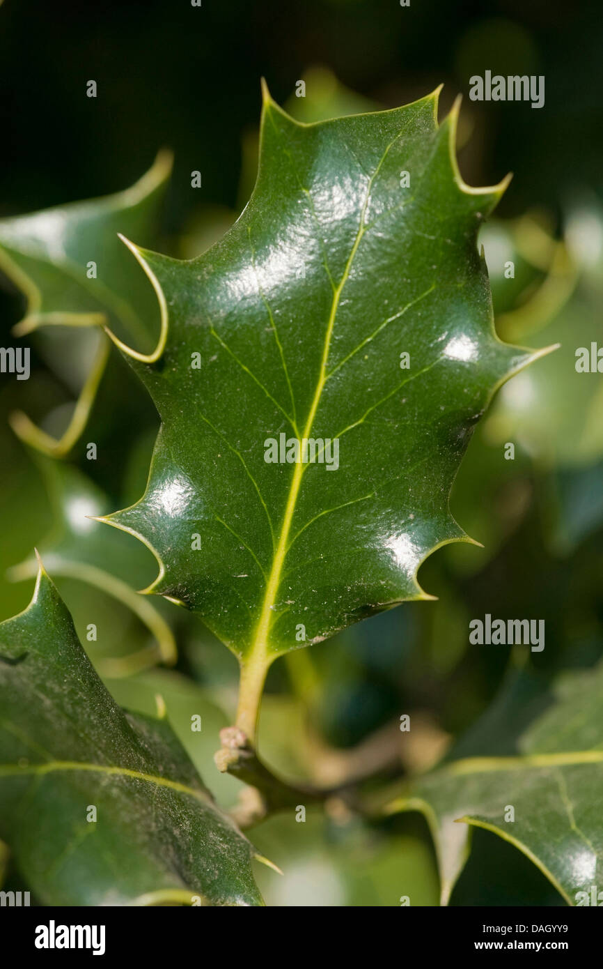 Houx commun, de houx (Ilex aquifolium), feuilles dentées, Allemagne Banque D'Images