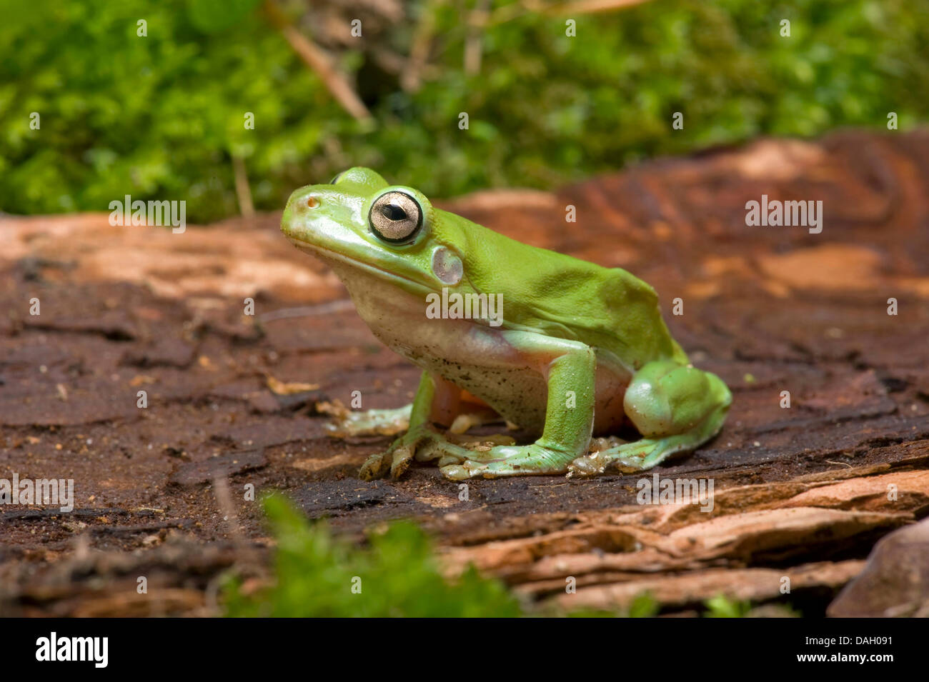 Rainette de White's rainette versicolore Rainette de White, Litoria caerulea (, Hyla caerulea, Pelodryas caerulea), sur une pierre Banque D'Images