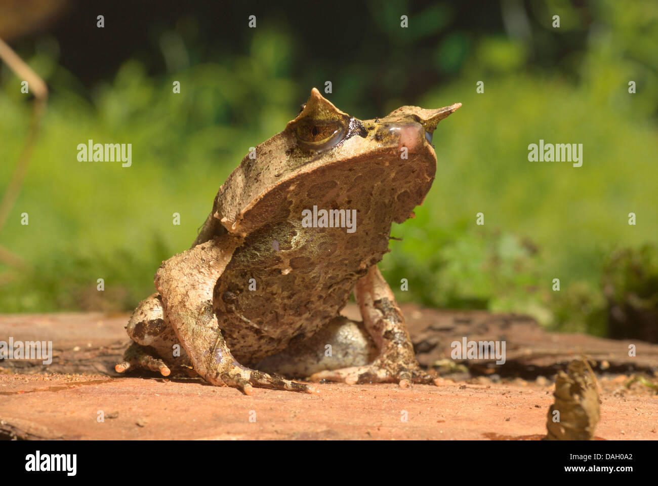 Malayan Horned Frog, grenouille cornue Asiatique, Asiatique, Javan Crapaud Grenouille cornue (Megophrys montana), sur une pierre Banque D'Images