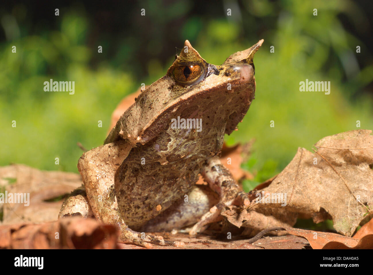 Malayan Horned Frog, grenouille cornue Asiatique, Asiatique, Javan Crapaud Grenouille cornue (Megophrys montana), sur des feuilles marron Banque D'Images
