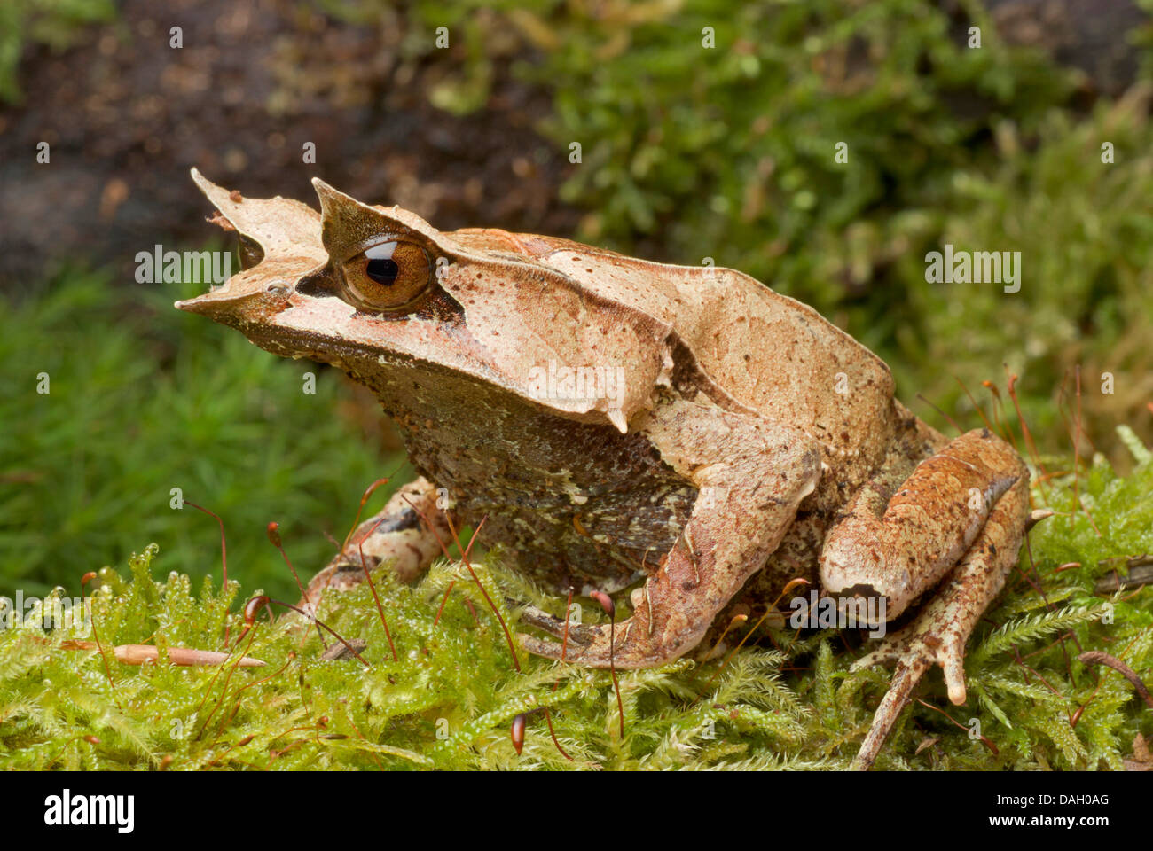 Et vie Malayan Horned Frog, grenouille feuille de Malaisie (Megophrys nasuta), sur de la mousse Banque D'Images