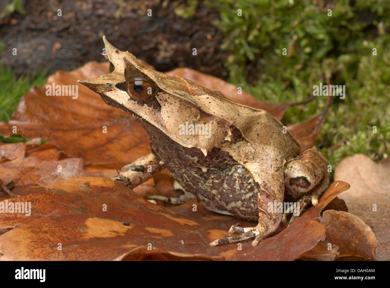 Et vie Malayan Horned Frog, grenouille feuille de Malaisie (Megophrys nasuta), sur feuille d'automne Banque D'Images