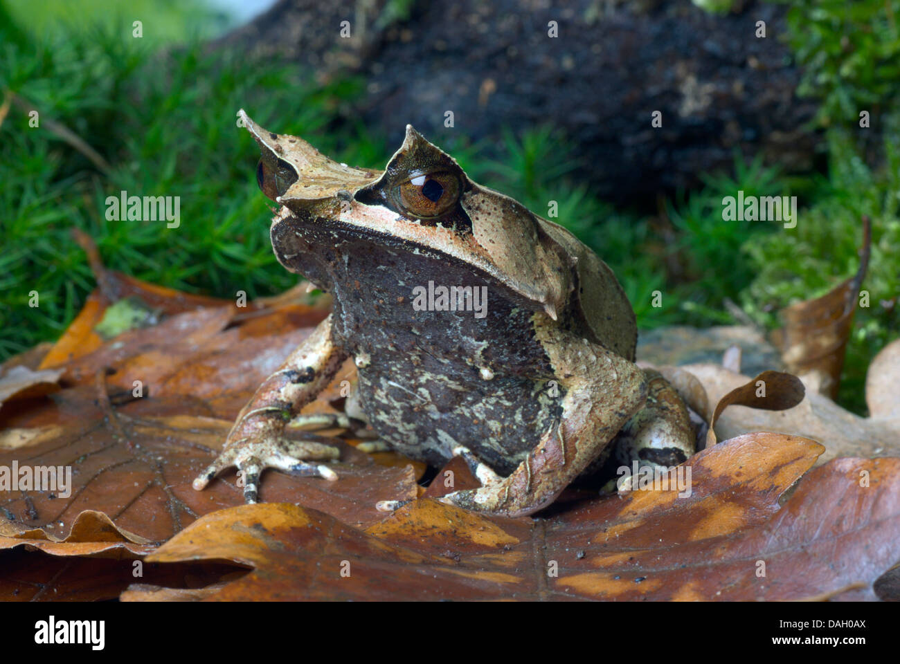 Et vie Malayan Horned Frog, grenouille feuille de Malaisie (Megophrys nasuta), sur les feuilles d'automne Banque D'Images