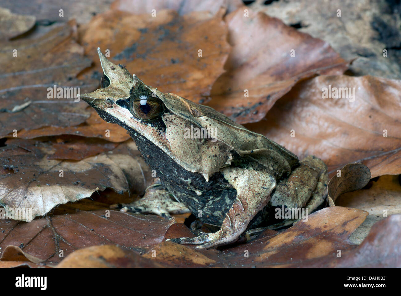 Et vie Malayan Horned Frog, grenouille feuille de Malaisie (Megophrys nasuta), sur les feuilles d'automne Banque D'Images