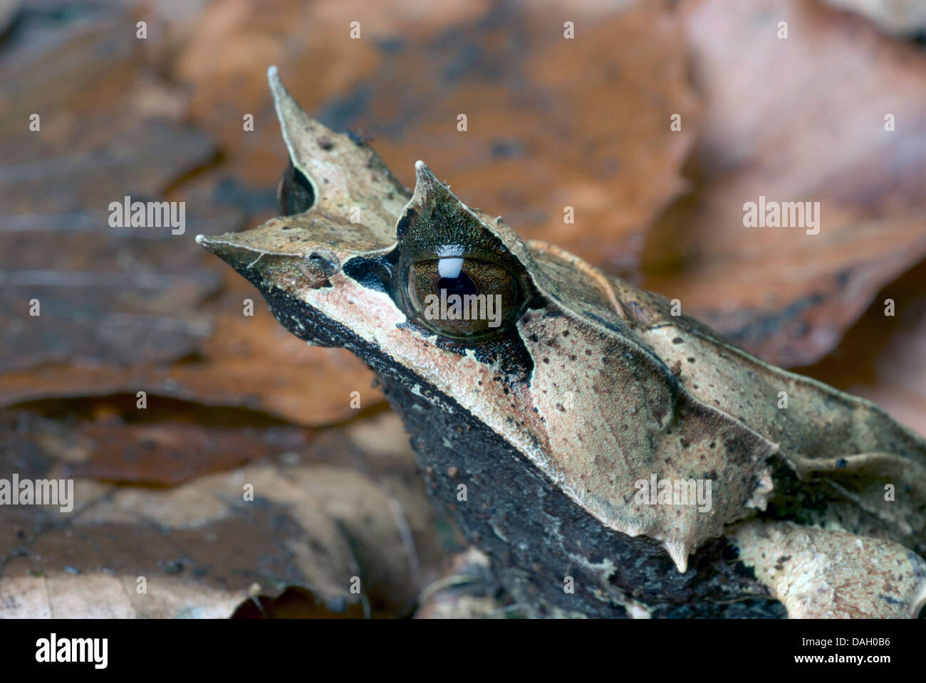 Et vie Malayan Horned Frog, grenouille feuille de Malaisie (Megophrys nasuta), portrait Banque D'Images