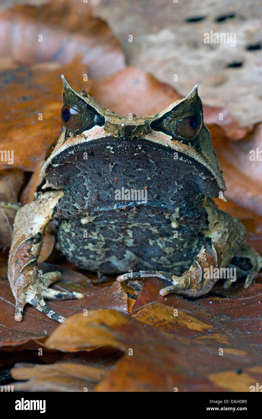 Et vie Malayan Horned Frog, grenouille feuille de Malaisie (Megophrys nasuta), sur les feuilles d'automne Banque D'Images