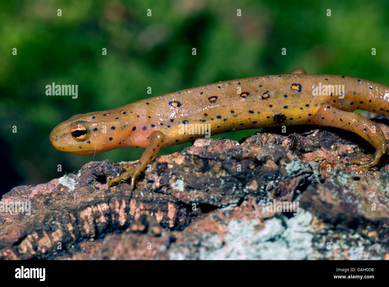 Eft, rouge-rouge, newt tacheté de télévirement, triton vert (Notophthalmus viridescens), sur une branche Banque D'Images