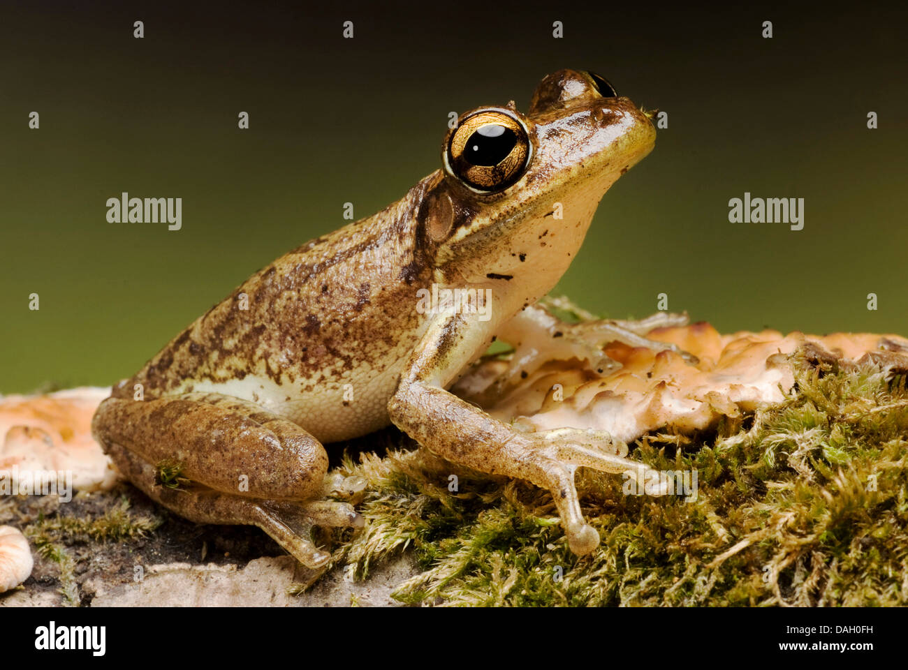 (Osteopilus septentrionalis Rainette cubaine, Hyla septentrionalis), sur l'écorce moussue Banque D'Images