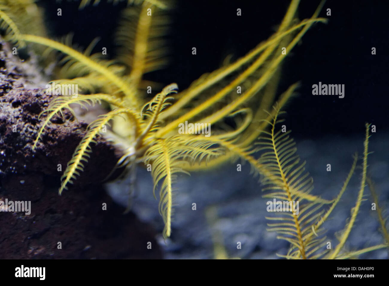 Bennett s feather star, Oxycomanthus bennetti Banque D'Images